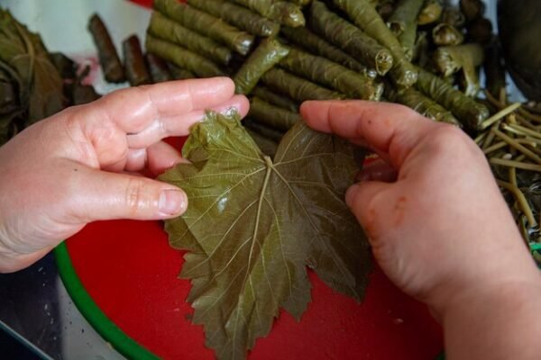 Canned grape leaves 1 kg - Image 4